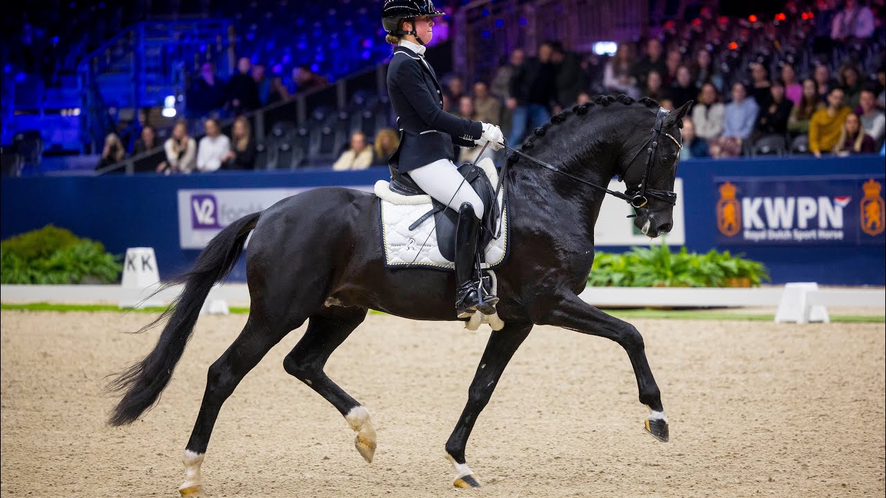 Dark Rousseau winner of the whole L class at the KWPN stallion competition 2023