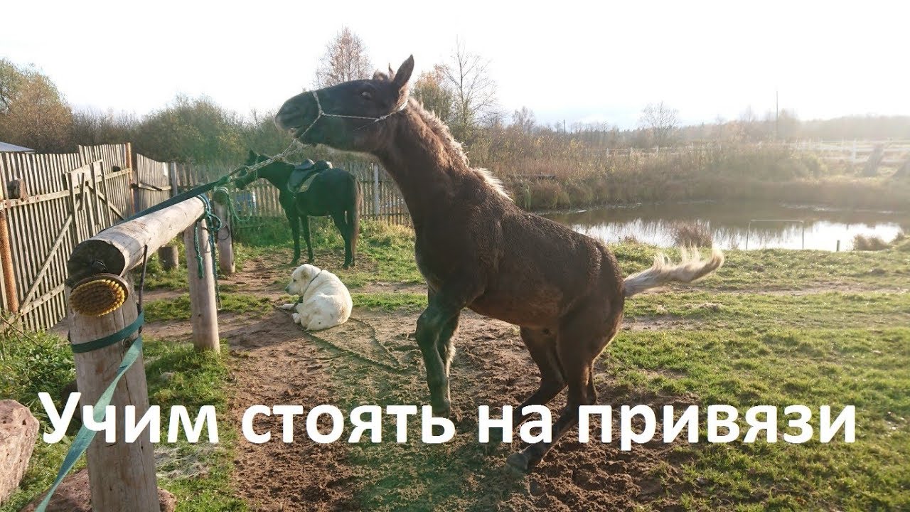 Как учить жеребёнка стоять на привязи.