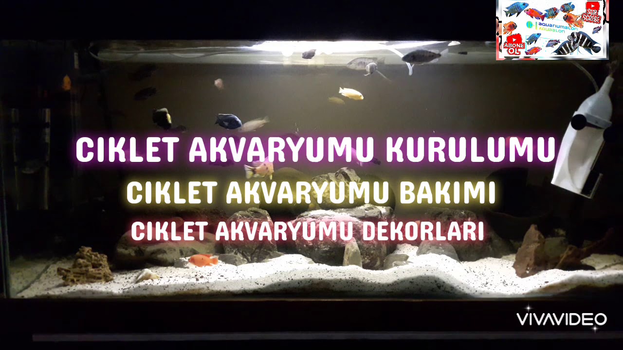 CIKLET AKVARYUMU NASIL OLMALI / CIKLET AKVARYUMU KURULUMU (CICHILD AQURIUM SETUP, CICHILD TANK)