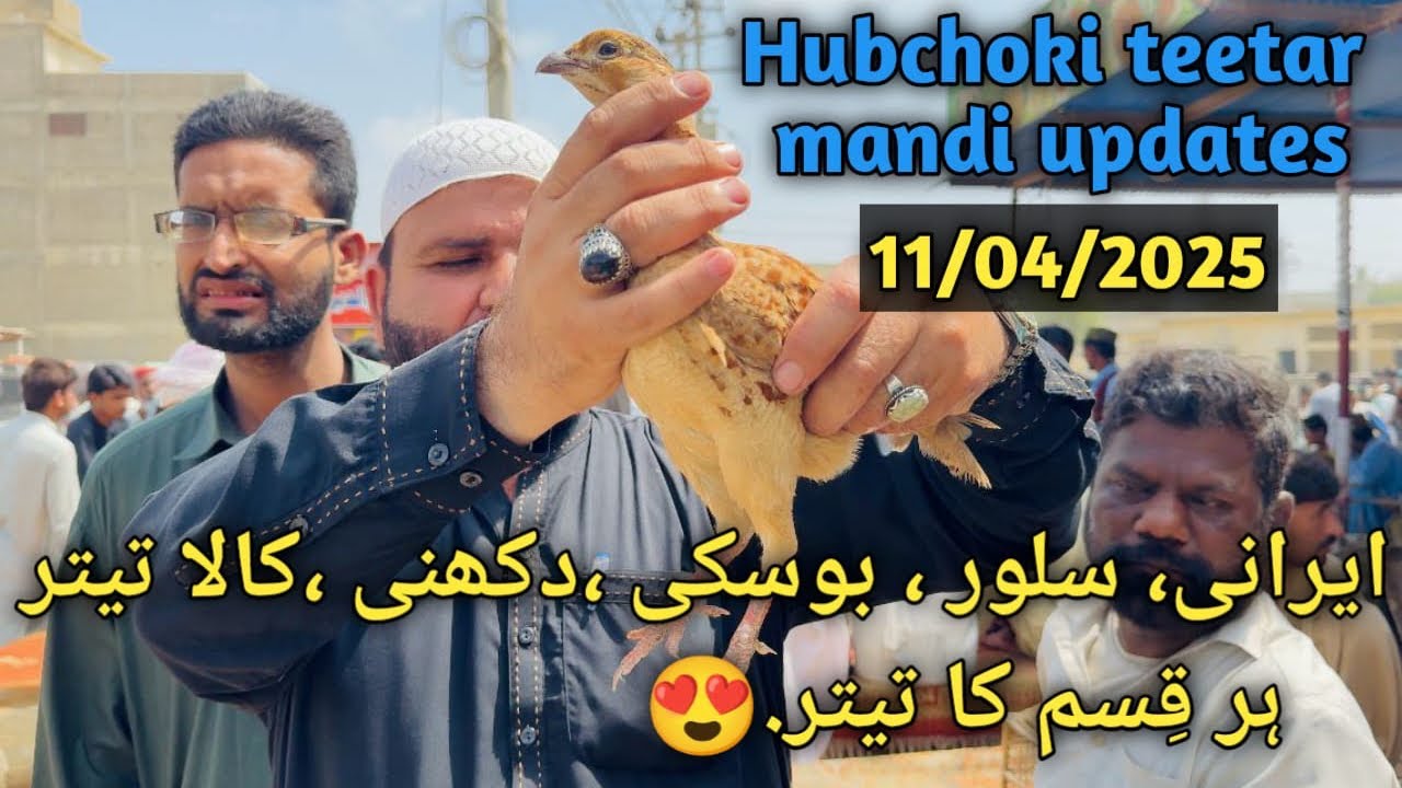 Hubchoki Teetar Mandi 11-04-225/ حب چوکی تیتر منڈی