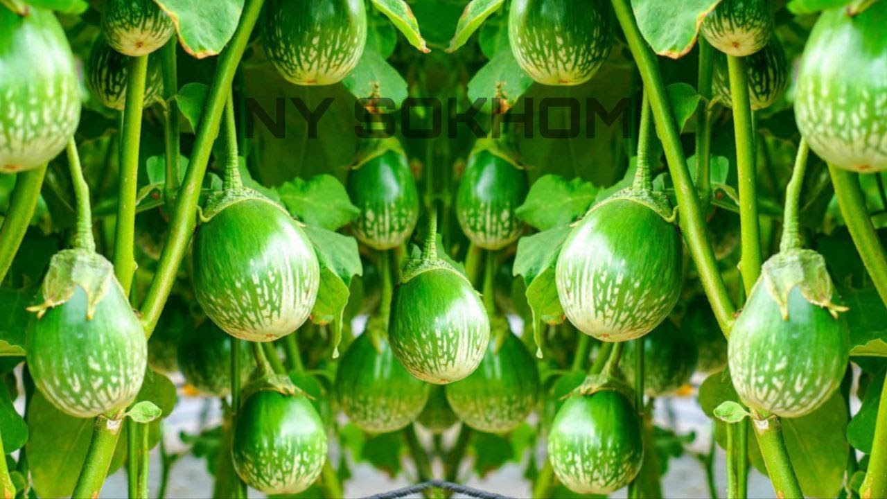 Recycling Bags to Grow Round Eggplants from Seeds to Harvest, Tips to Grow Eggplants With High Yield