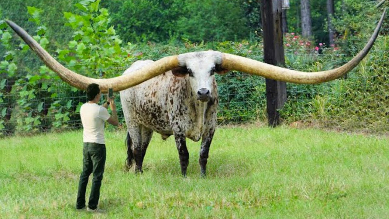 15 Cuernos Más Grandes Del Reino Animal