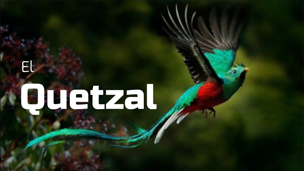 🟢TODO SOBRE EL QUETZAL