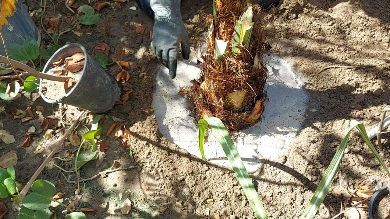 الطريقه الصحيحه لزراعة فسيله البرحي مع القلع و التعقيم والري خطوه بخطوه#فسائل_النخيل