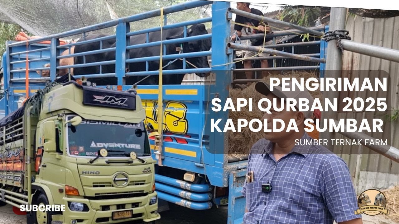 PENGIRIMAN SAPI QURBAN JUMBO PAK KAPOLDA SUMBAR ‼️ | SUMBER TERNAK FARM