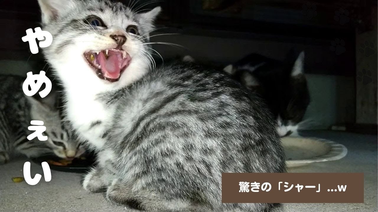 大雨でエサ獲れず！腹ペコで夢中にガッツク！食後の運動が始まる...w