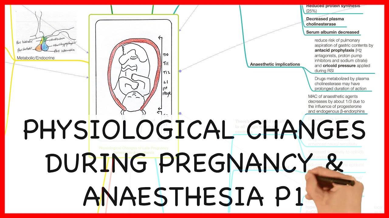 PHYSIOLOGICAL CHANGES DURING PREGNANCY PART 1- PHYSIOLOGY SERIES