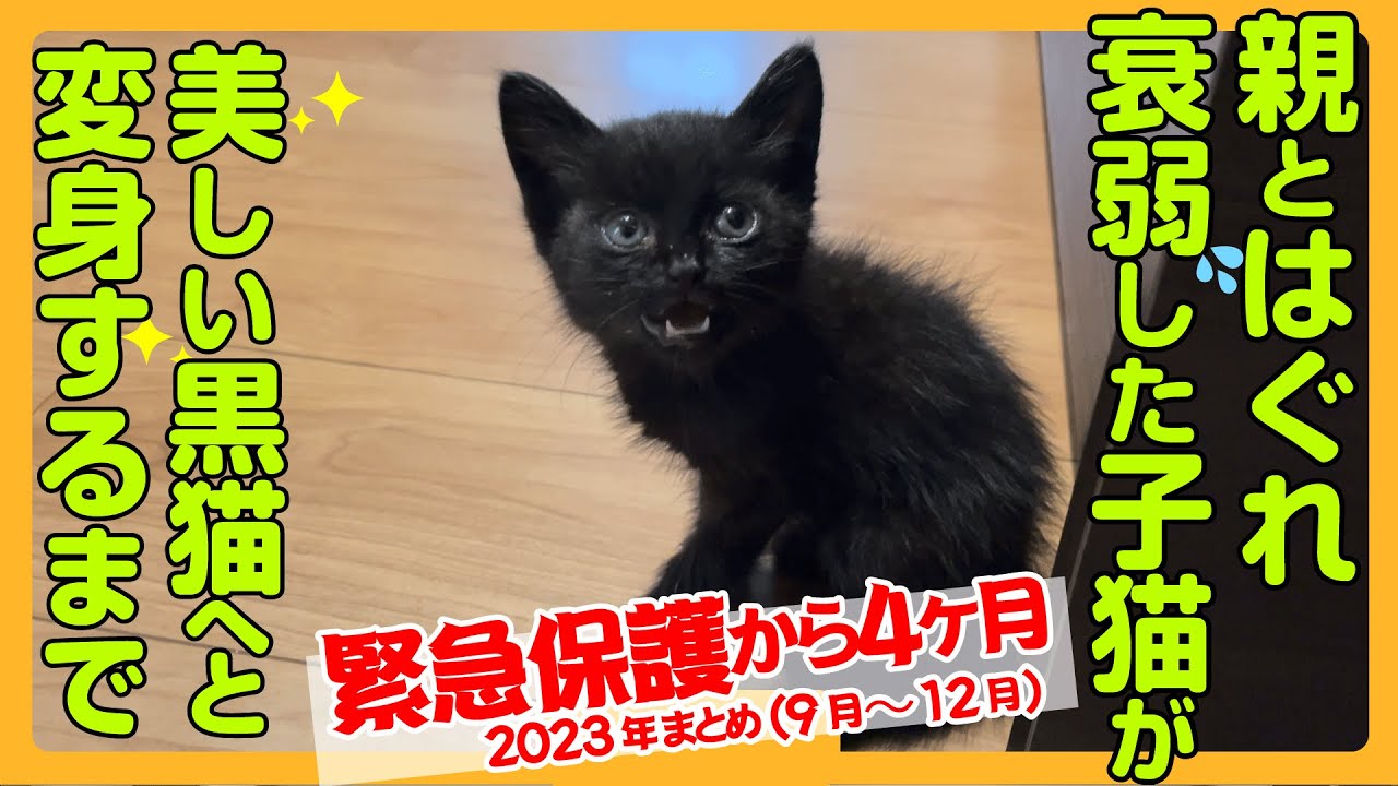 【運命の出会い】保護した黒子猫が4ヶ月でおしゃべり美少女黒猫に！120日間の軌跡をぎゅっとまとめた特別バージョン。