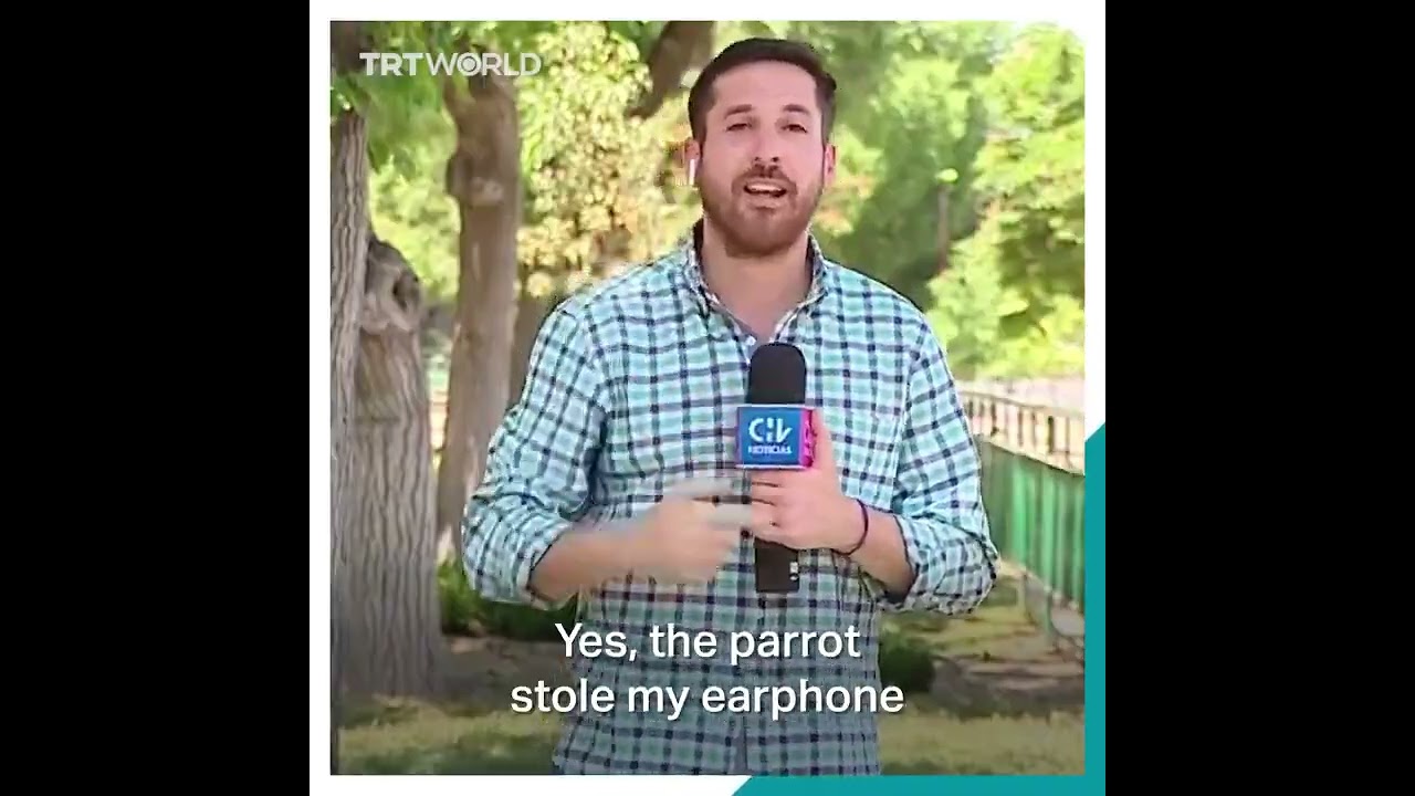 A parrot stole a Chilean reporter&rsquo;s earphone while he was reporting during a live broadcast.