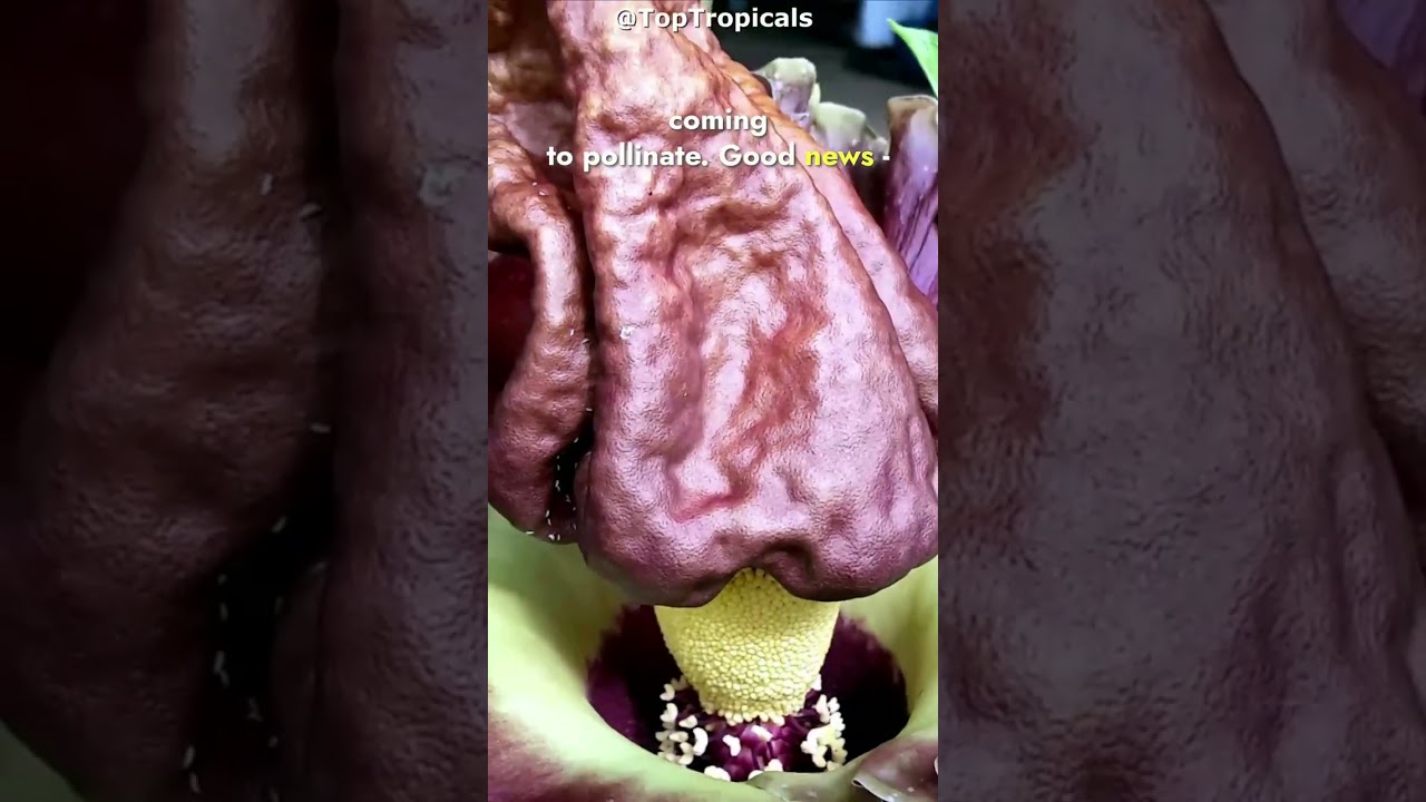 👅 What's inside the Devils Tongue that smells like trouble? #voodoo #amorphophallus