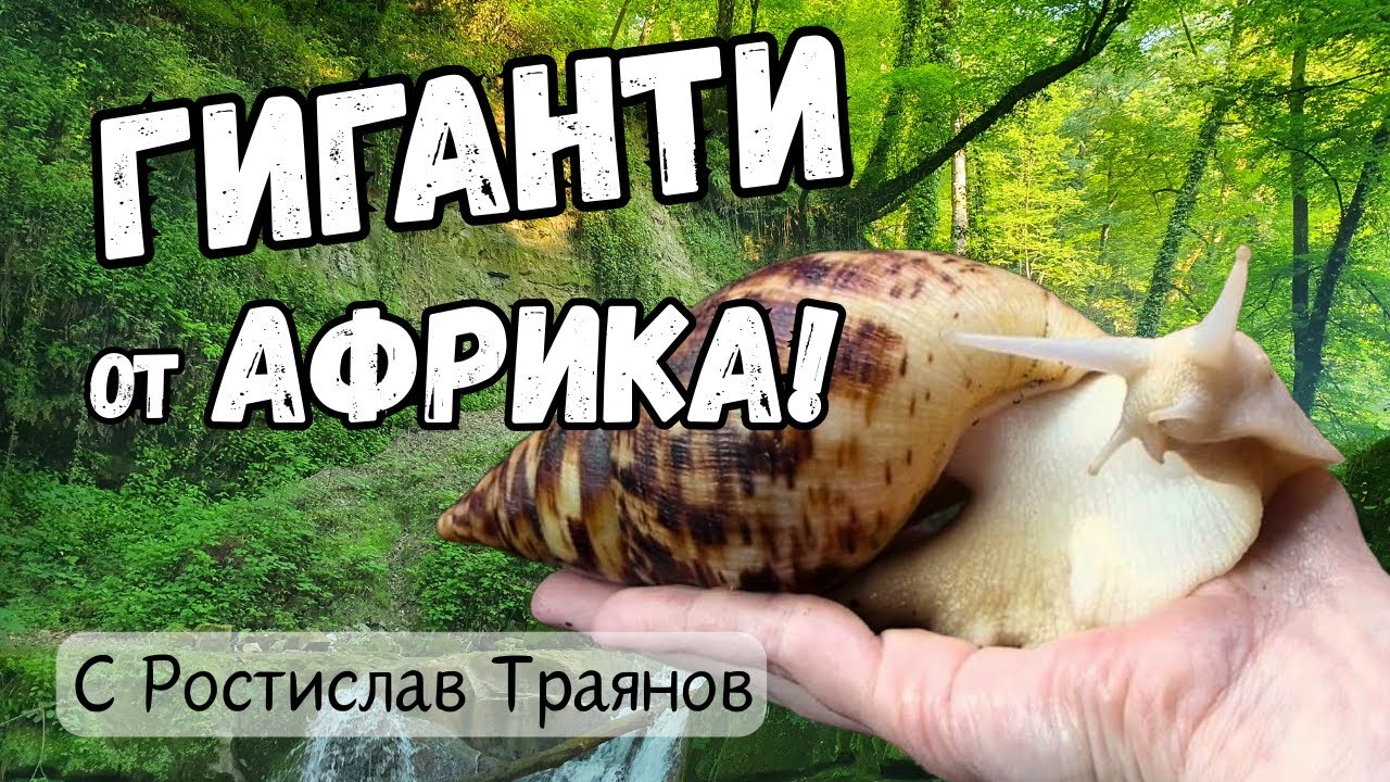 Африкански ГИГАНТСКИ охлюви | За любимците в черупка - от Рости