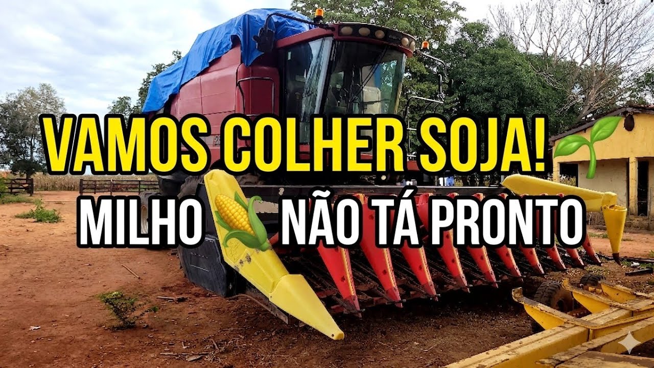 🌱VAMOS COLHER SOJA milho ainda não tá pronto 🌽