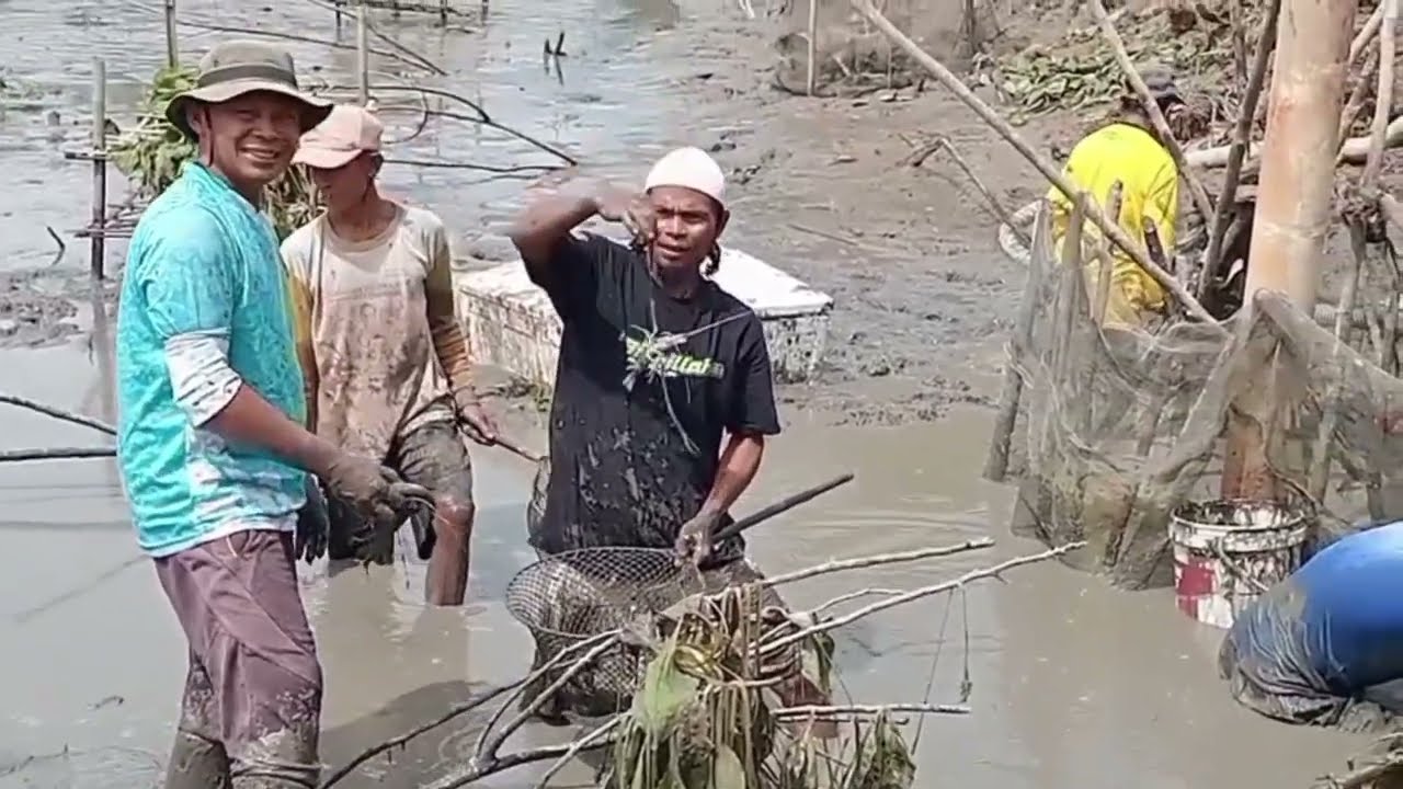 PAK @MOUHDAR  PANEN RAYA 🍤 (UDANG GALAH)‼️