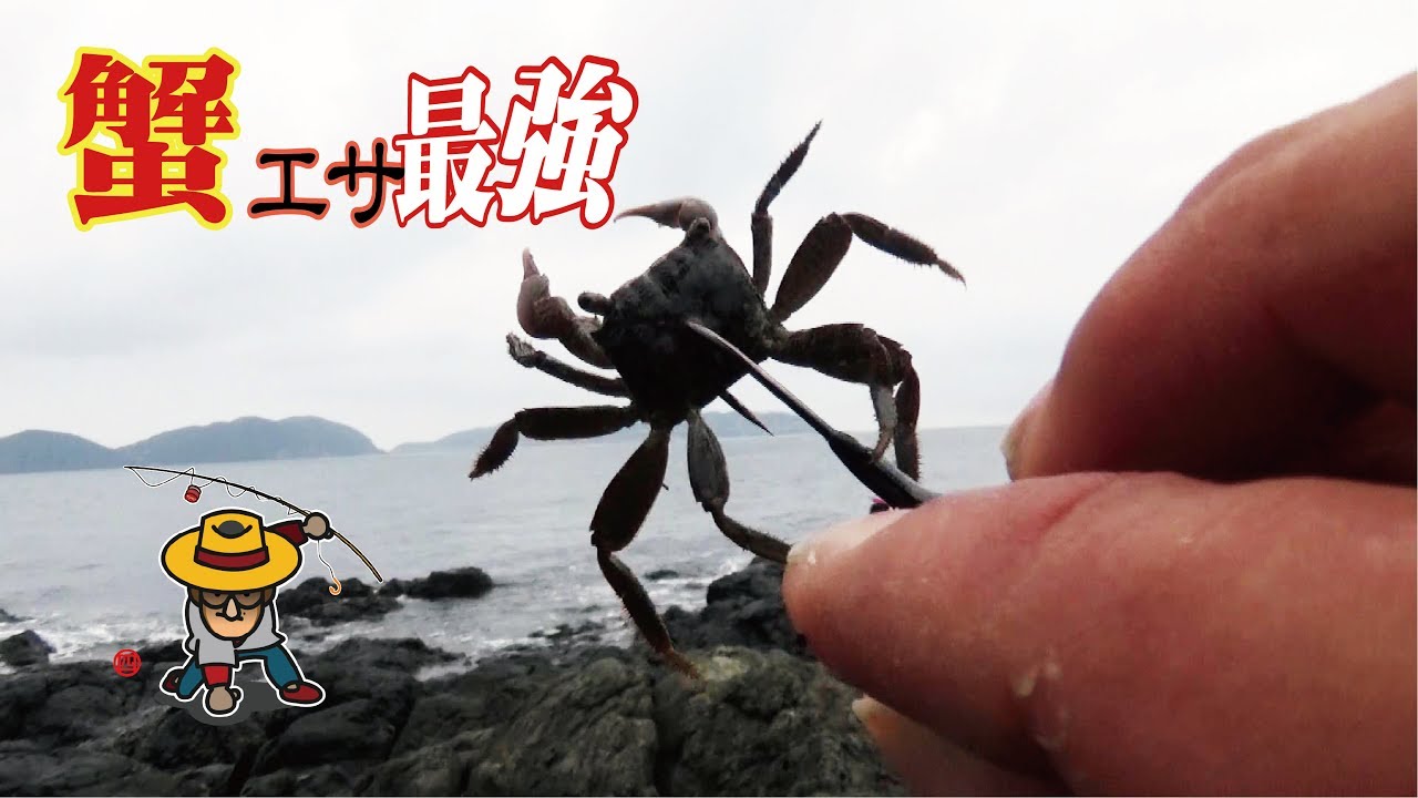 漁港隣の岩場からカニ餌最強(207話目)