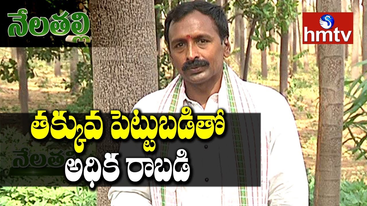 మలబారు వేప సాగును ఏ విధంగా చేపట్టాలి? | Malabar Neem Cultivation | Nela Talli | hmtv