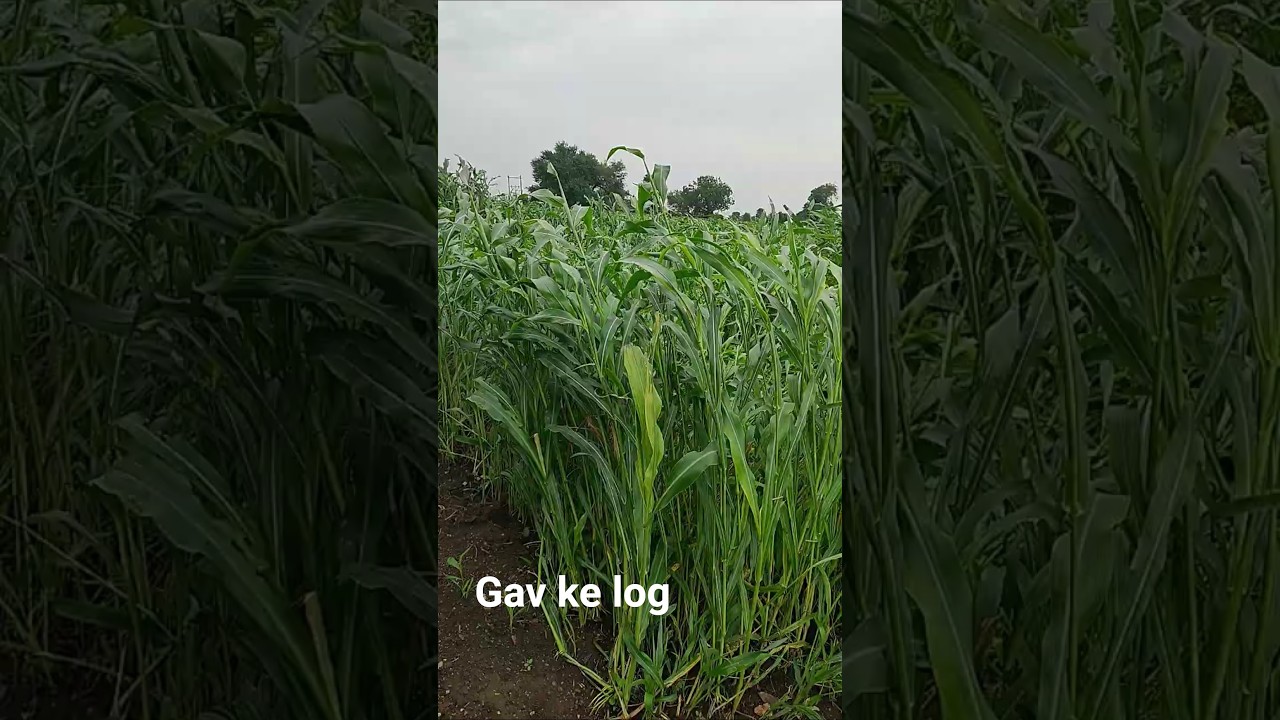 Gav ke log #song  #shortvideo  #farming