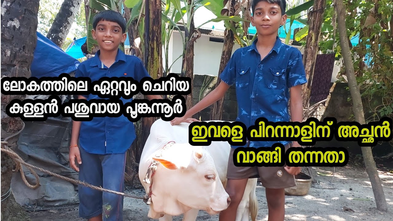 ലോകത്തിലെ ഏറ്റവും ചെറിയ കുള്ളൻ പശുവായ പൂങ്കന്നൂർ|ഇവളെ പിറന്നാളിന് അച്ഛൻ വാങ്ങി തന്നതാ|Punganur Cow