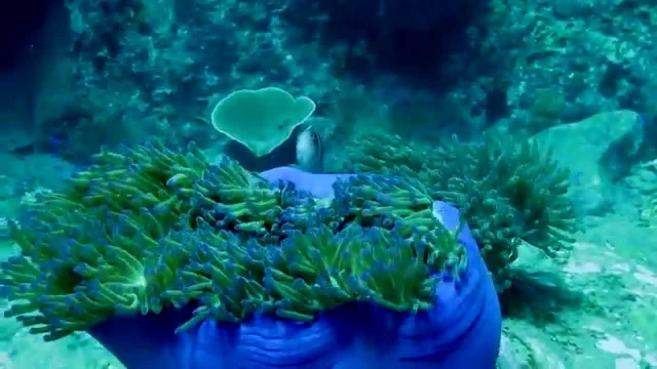 Scuba diving the Ko Rang Pinnacles, Ko Chang, Thailand