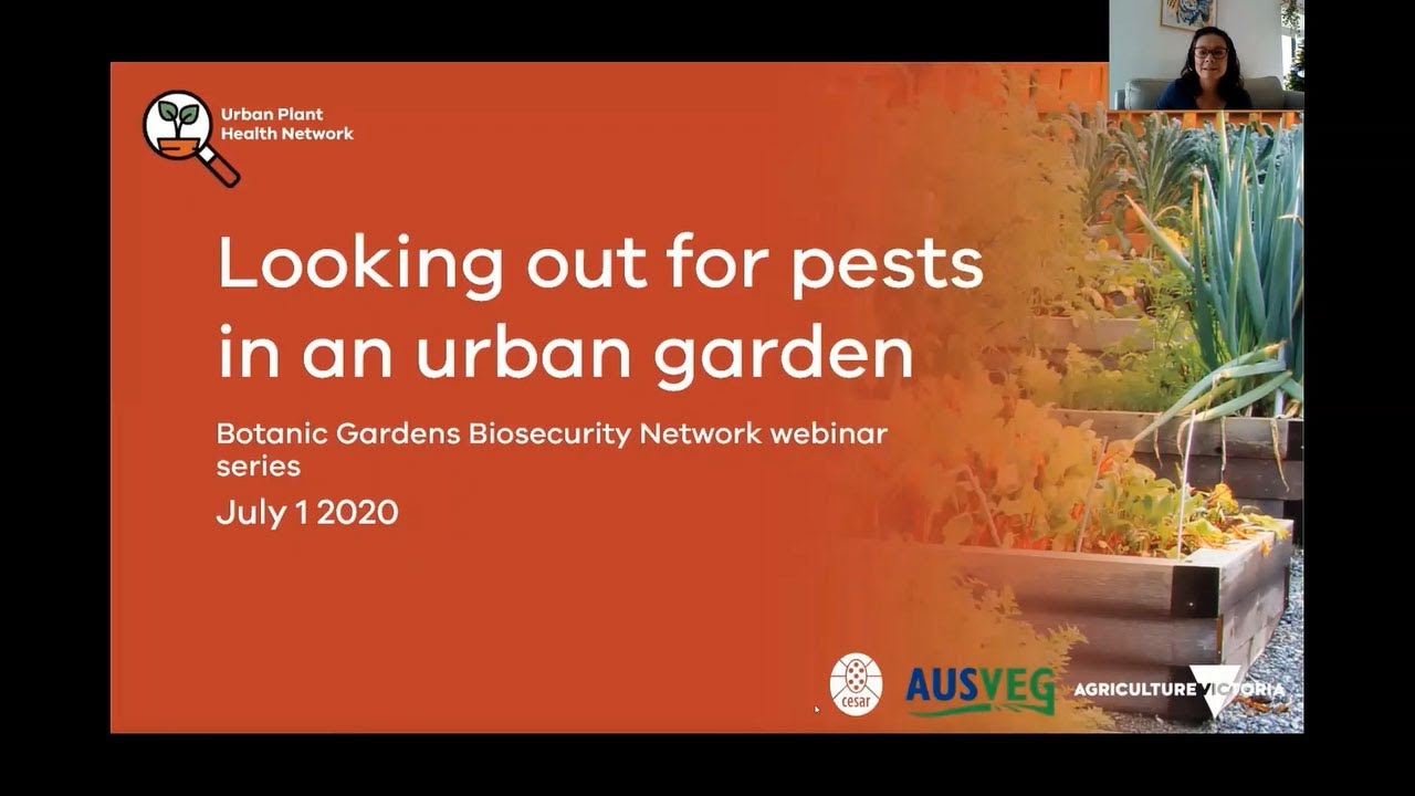 Botanic gardens biosecurity webinar 4 - Looking out for pests in an urban garden