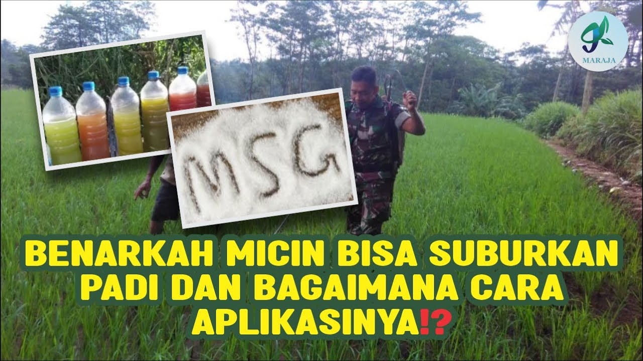 BENARKAH MICIN BISA SUBURKAN PADI DAN BAGAIMANA CARA APLIKASI NYA⁉️
