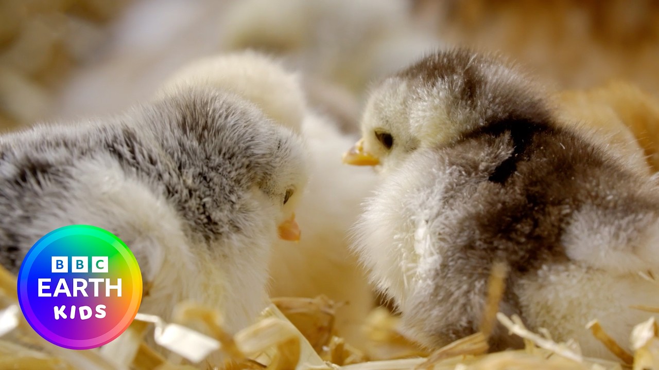 Learn About Farm Friends! | Animal Facts | BBC Earth Kids