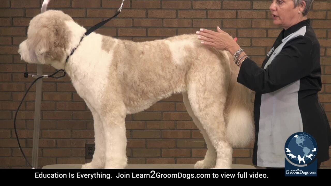 Free Preview: How To Groom A St. Bernard Doodle -  Routines
