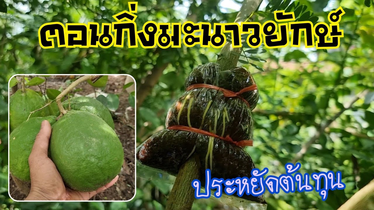 มะนาวตอนกิ่งง่ายมาก