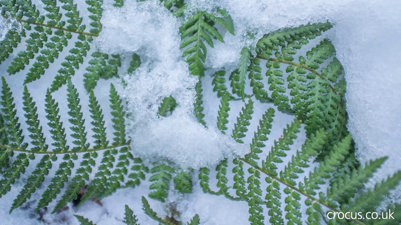 Protecting a tree fern for winter