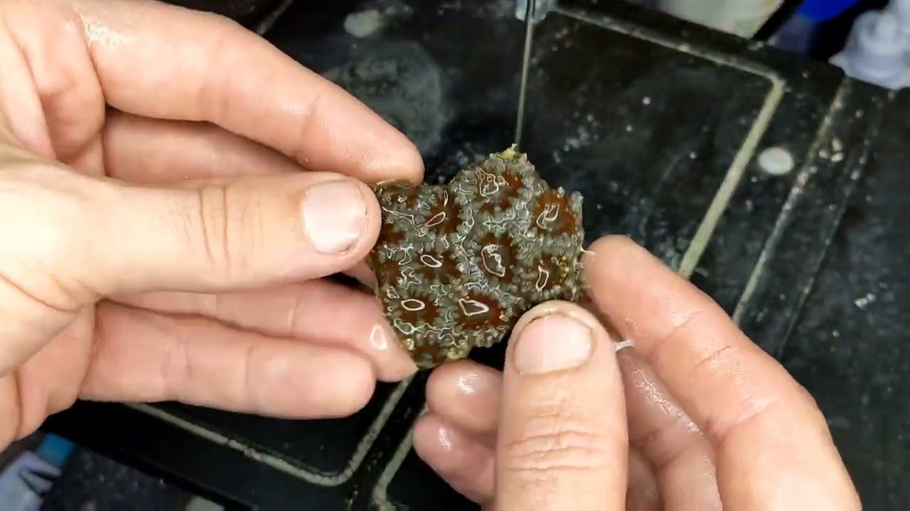 Fragging Quick Hits #1: Acan/Micromussa Lordhowensis