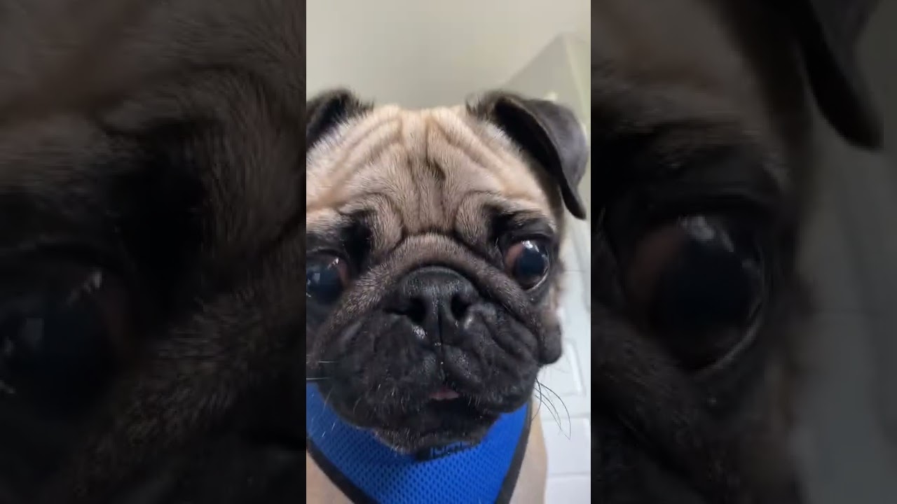 Cute Pug Drops in to Say Hello. 👋🏼