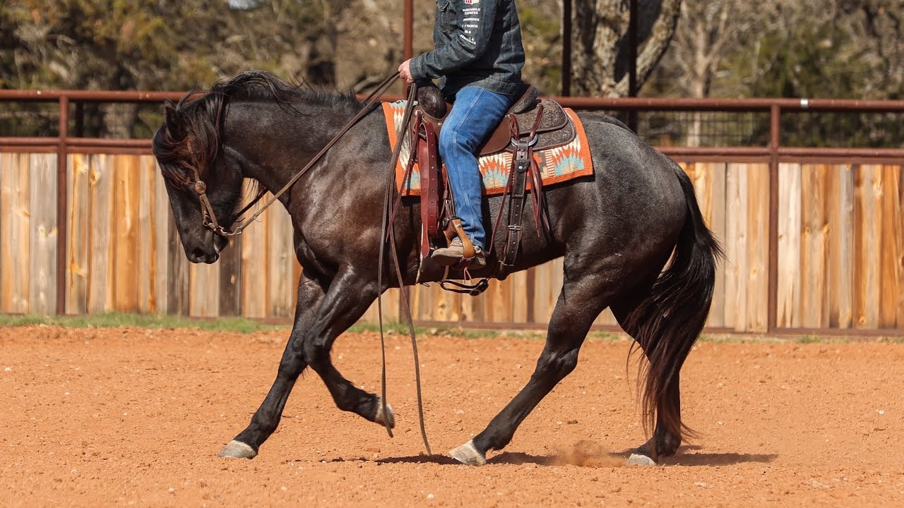 Lot #58 JAKES TIGER BAR offered by Bond Ranch @ Ride the Wave Premier Horse Sale