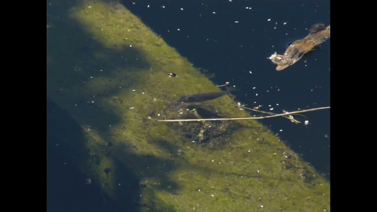 Sticklebacks
