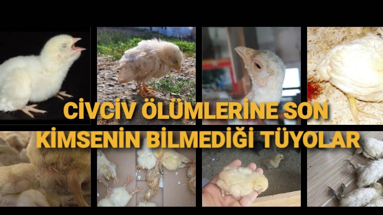 CİVCİVLER NEDEN ÖLÜR ?  CİVCİV ÖLÜMLERİNE SON . KAYIPSIZ CİVCİV NASIL BÜYÜTÜLÜR?