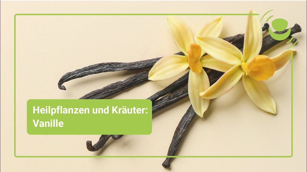 Vanille – Alles, was du über ihre Wirkung wissen solltest.