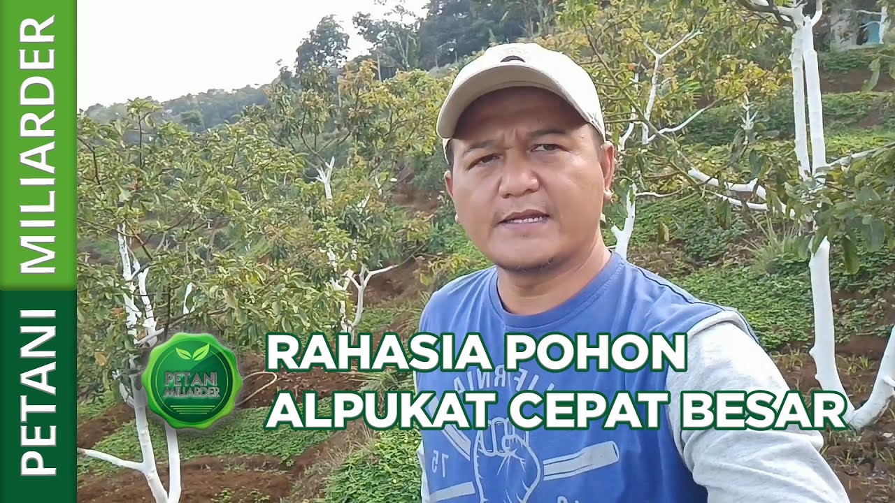 RAHASIA POHON ALPUKAT CEPAT BESAR || PETANI MILIARDER