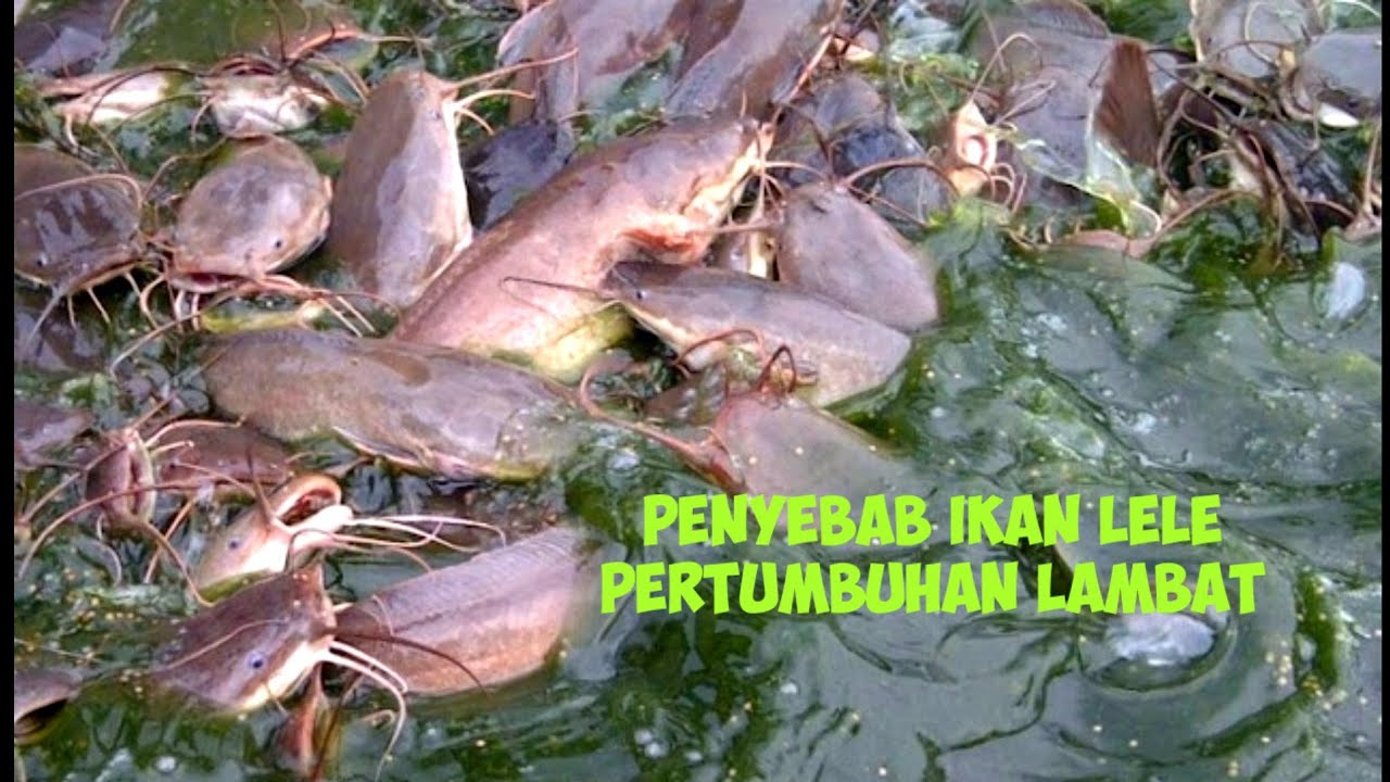 penyebab ikan lele tidak bisa besar di kolam