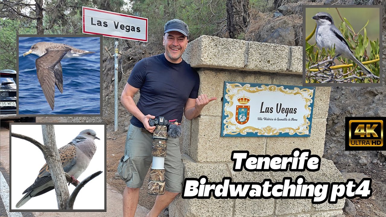 Tenerife Birdwatching Part 4. Final. April 2025. Grey Shrike, Turtle Dove, Cory's Shearwater.