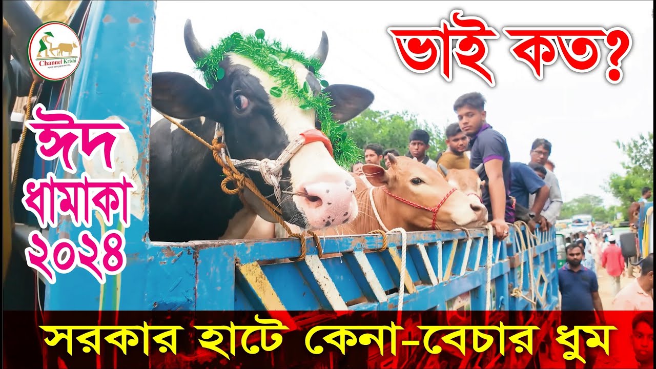 সরকার হাট গরু বাজার | Sorkar Hat Cow Hat | Qurbani Goru | 15-06-2024 | ঈদ ধামাকা | Channel Krishi.