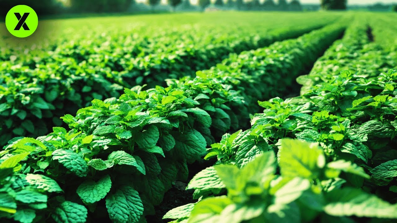 DÉCOUVREZ le Secret de la PRODUCTION de MENTHE! 🌿