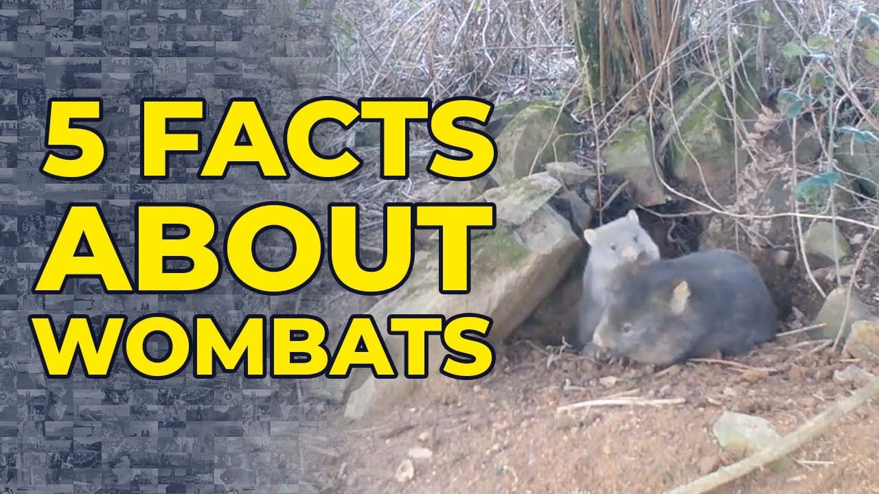5 Facts About Wombats