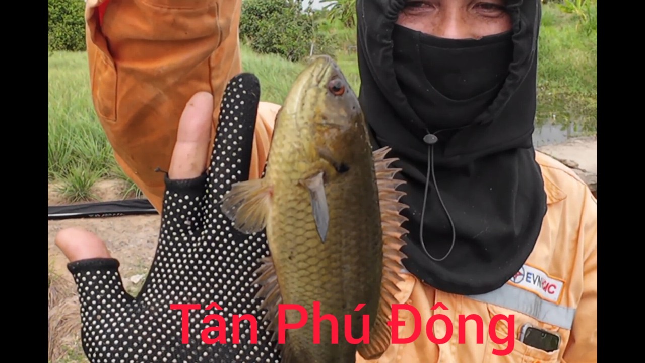 Câu cá rô đồng #21 rô mề Tân Phú Đông Gò Công |ngô bình fishing|