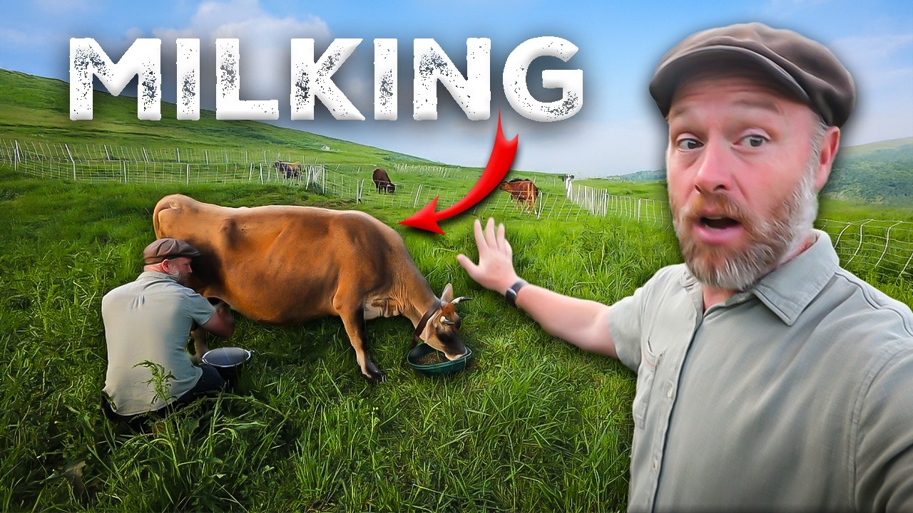 Milking Our Cow on Pasture - No Barn Required