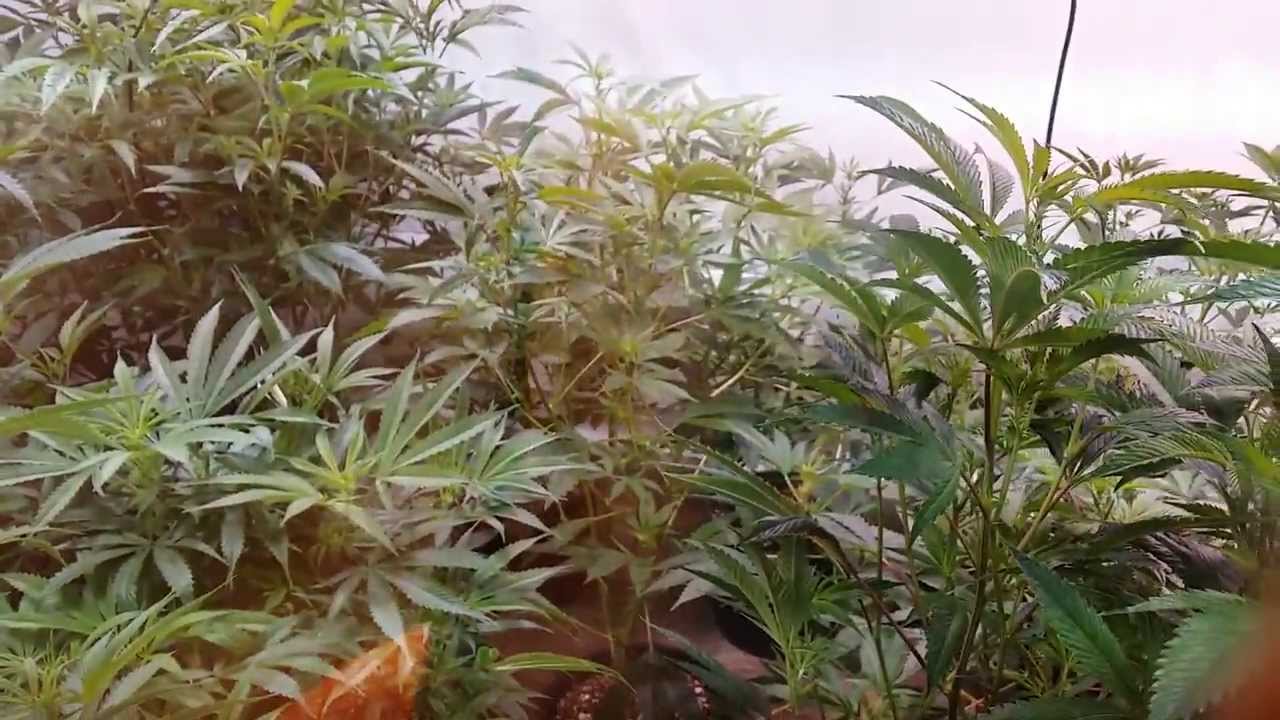 Bamf Clones/warrior extracts OG run WEEK 1