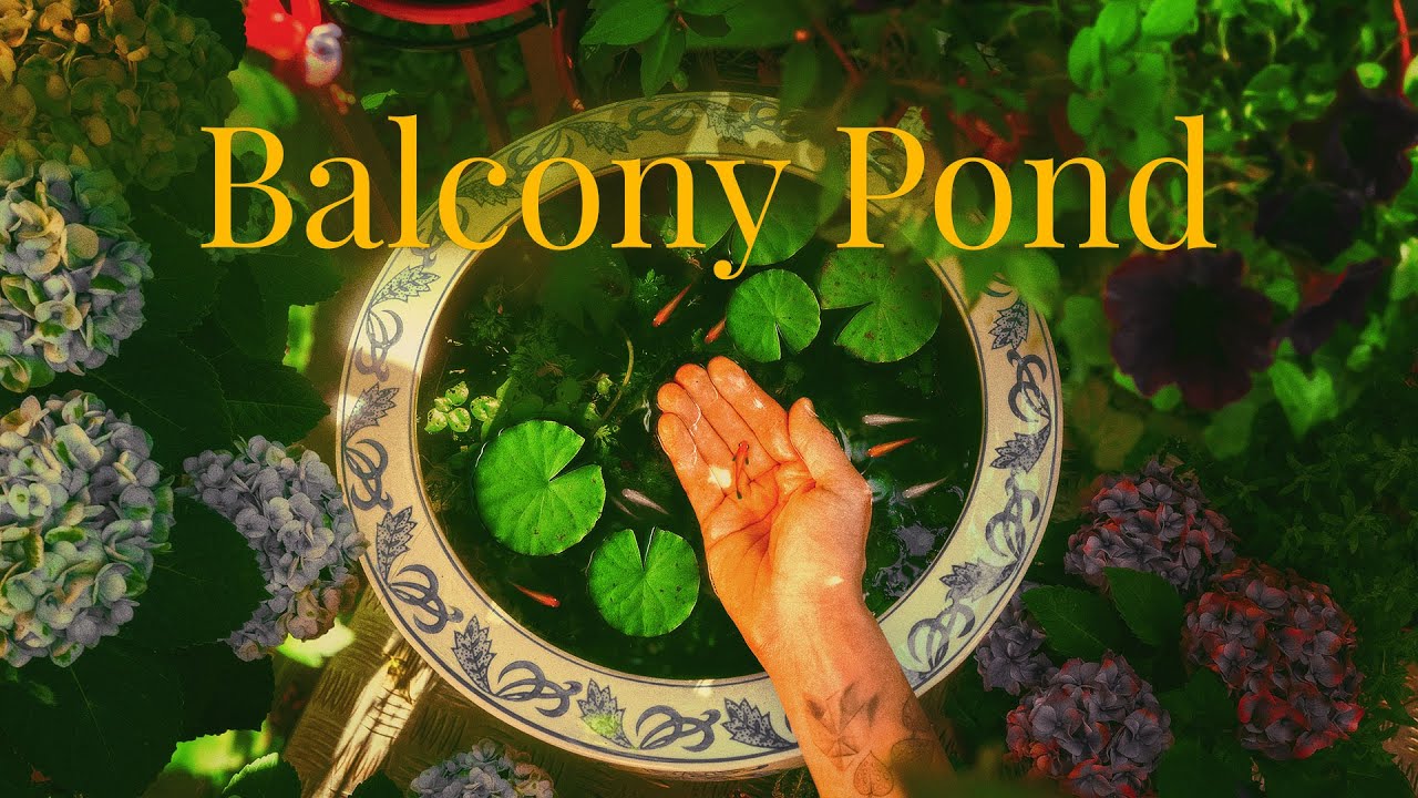 Balcony Pond 🌿🐟 Medaka Rice Fish & Guppies in a Traditional Fishbowl