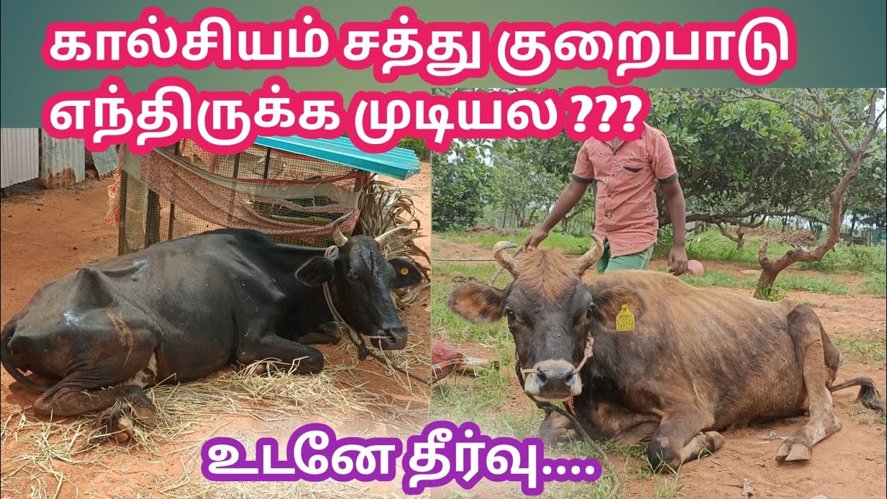 ரூ.50க்கு கால்சியம் இருக்க ரூ.1000 எதுக்கு செலவு ஏன் | Natural Calcium For Cow & Goat ,sheep | Cow