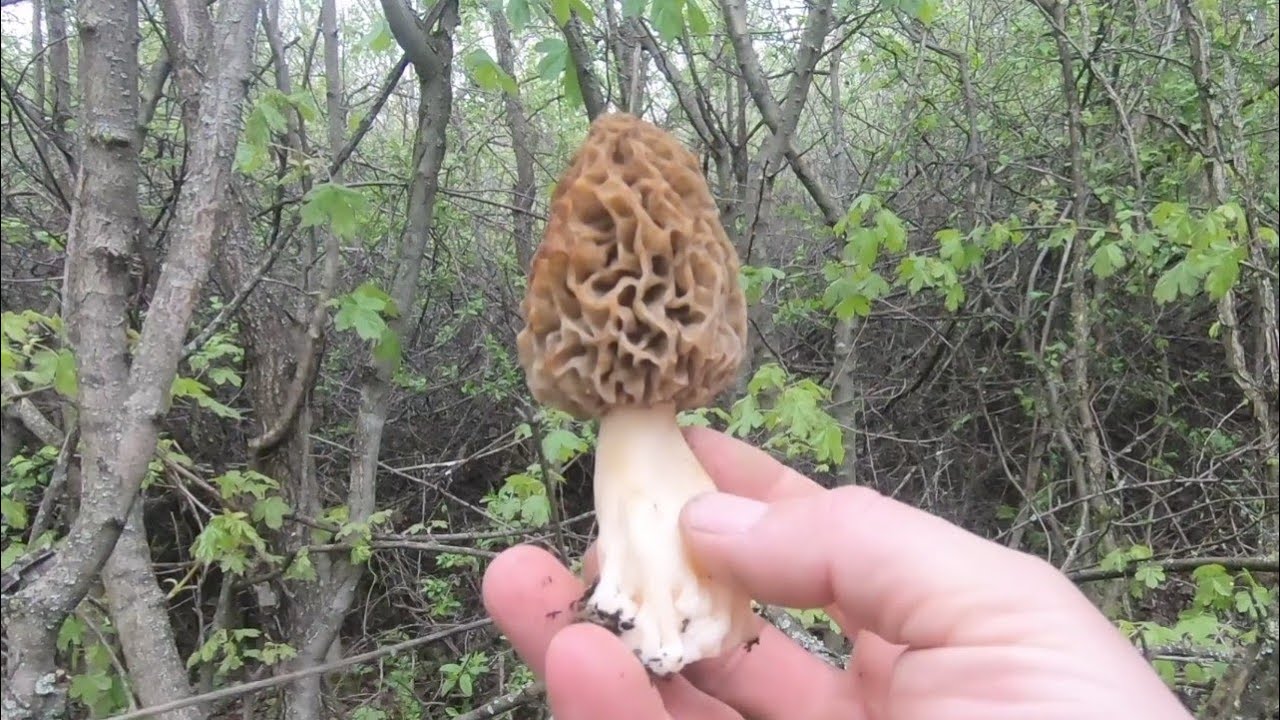 Smrčak, Morchella esculenta -Foraging for Yellow morel 06.04.2025.