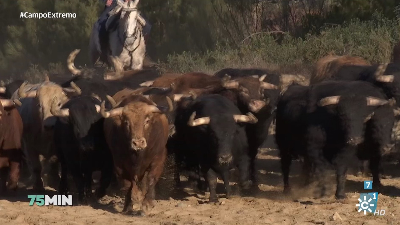 75 minutos | La cría de toros de lidia