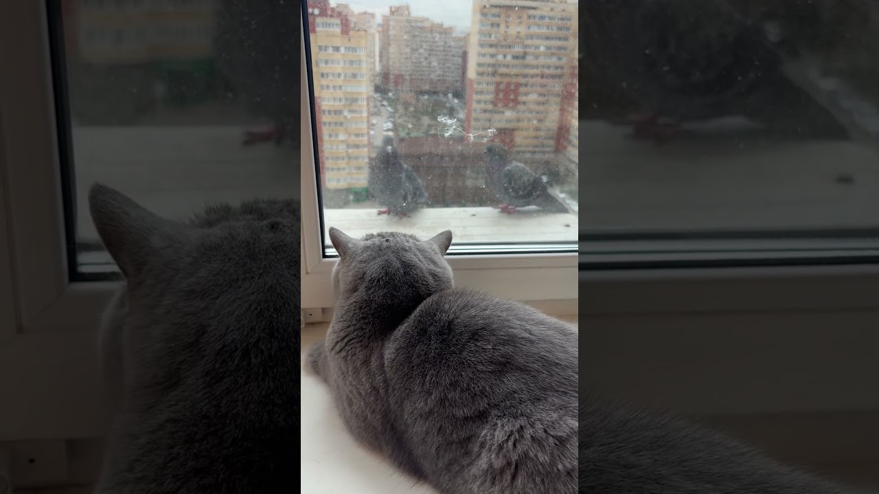 Охотник серый ❤️‍🔥🕊️