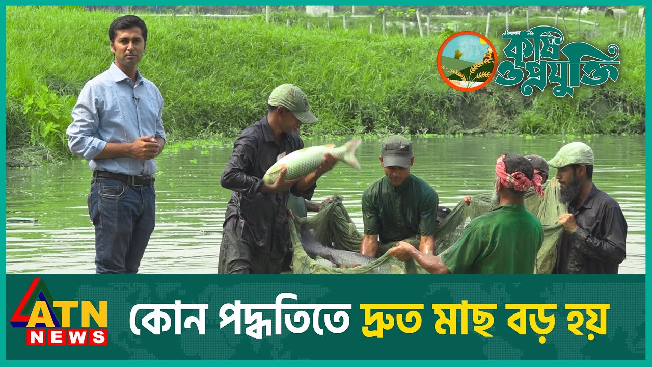 কিভাবে মাছ চাষে বেশি লাভ? | Krishi O Projukti | Feb 10, 2024 | ATN News
