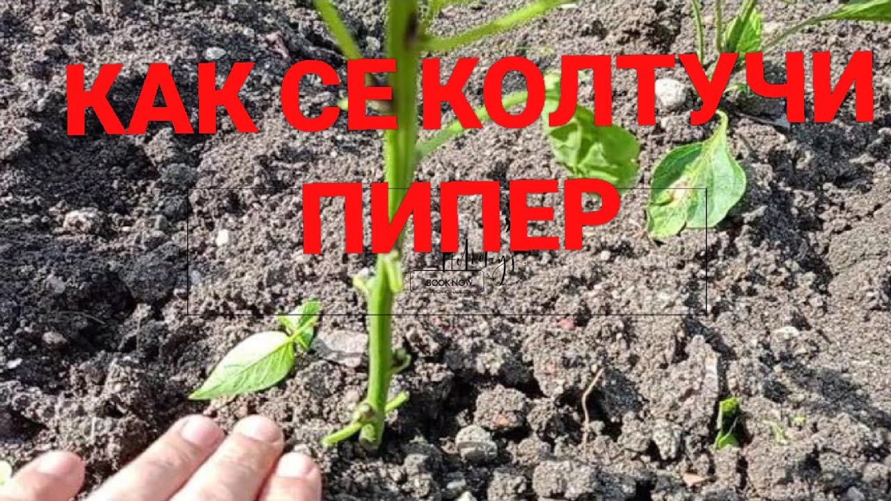 Как се Кoлтучи Пипера | За по добра реколта Правете това